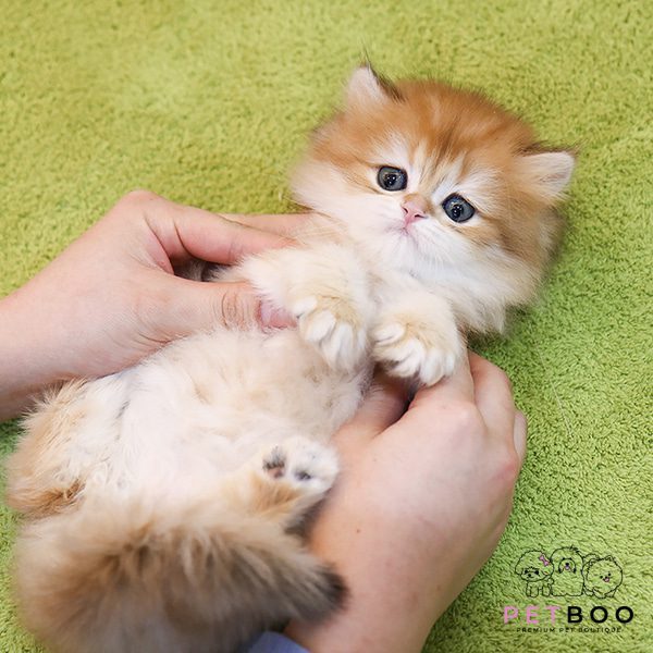 British Longhair 10