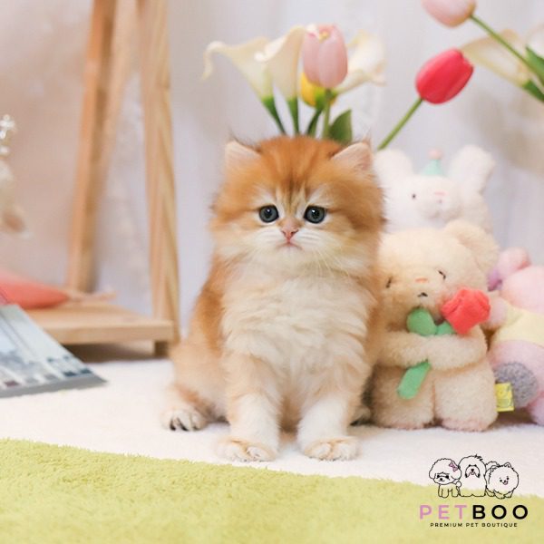 British Longhair 9