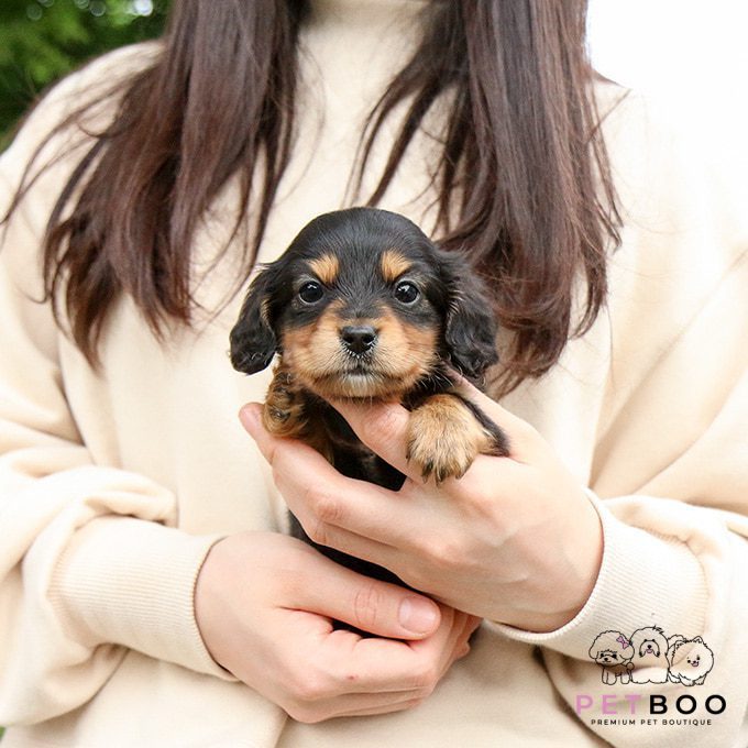 Dachshund 10