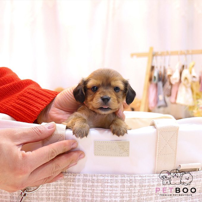 Dachshund 12