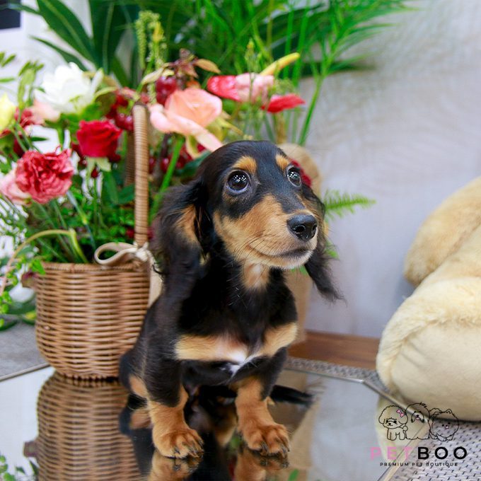 Dachshund 13
