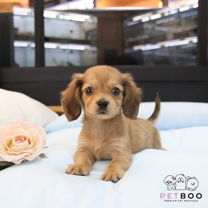 Dachshund 15