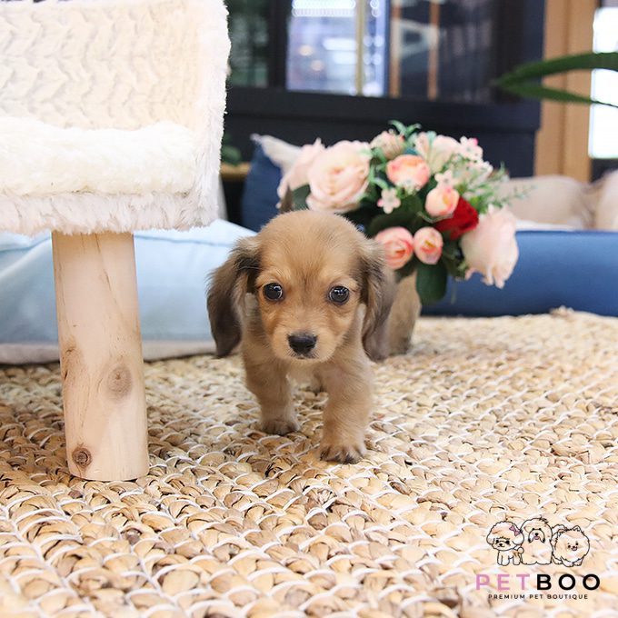 Dachshund 16