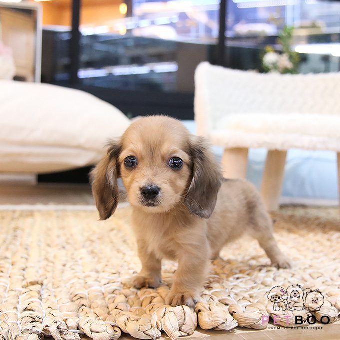 Dachshund 17