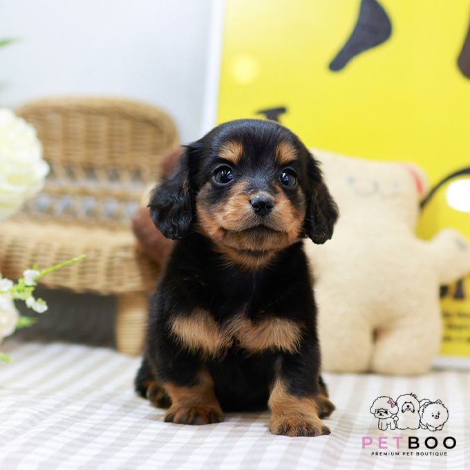 Dachshund 18