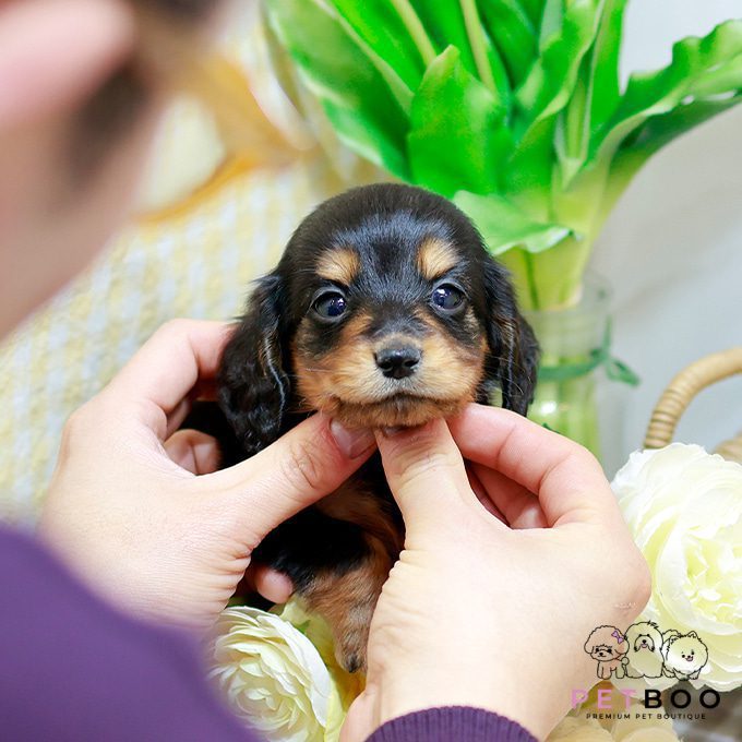 Dachshund 19