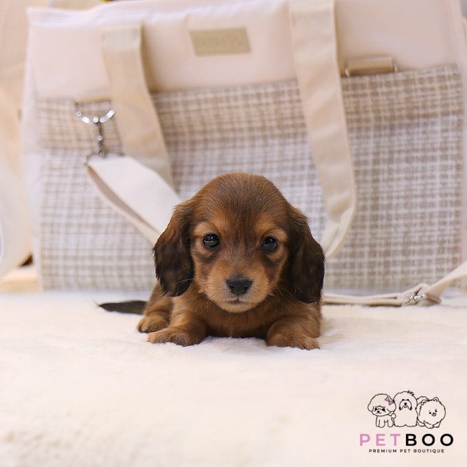 Dachshund 2
