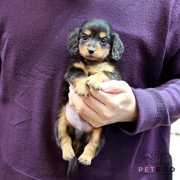 Dachshund 20