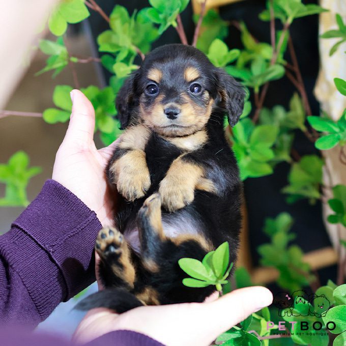 Dachshund 21