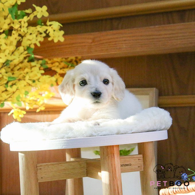 Dachshund 22