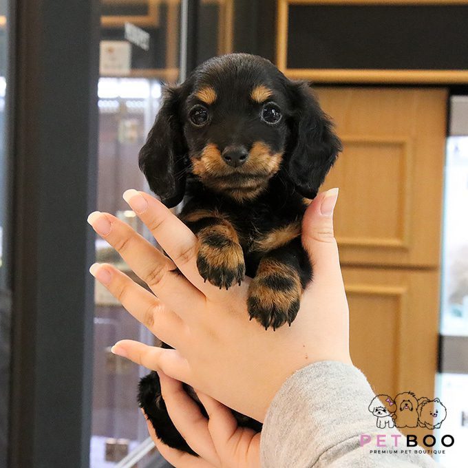 Dachshund 24