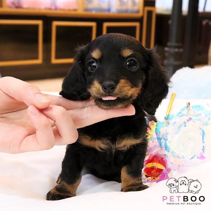 Dachshund 25