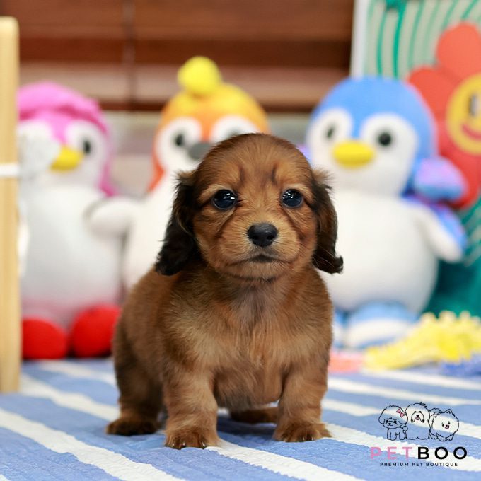 Dachshund 26