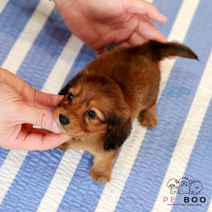 Dachshund 27