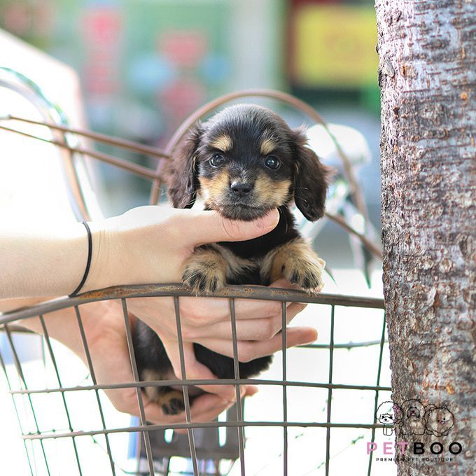 Dachshund 28