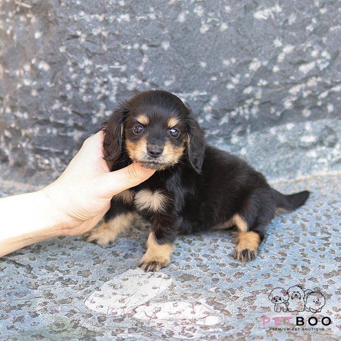 Dachshund 30