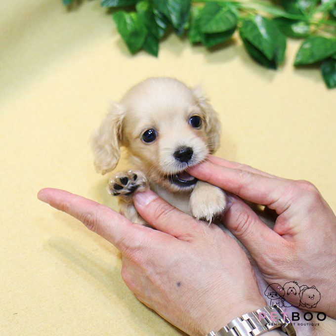 Dachshund 31