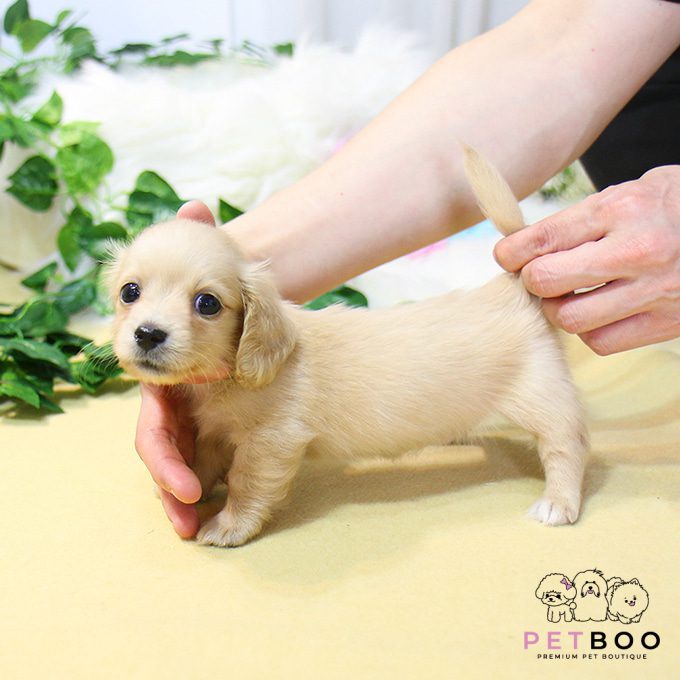 Dachshund 32