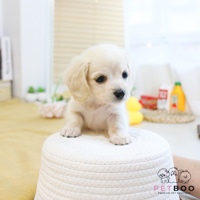 Dachshund 5