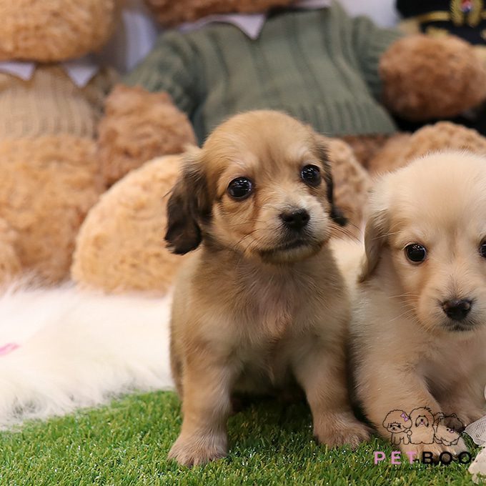 Dachshund 7