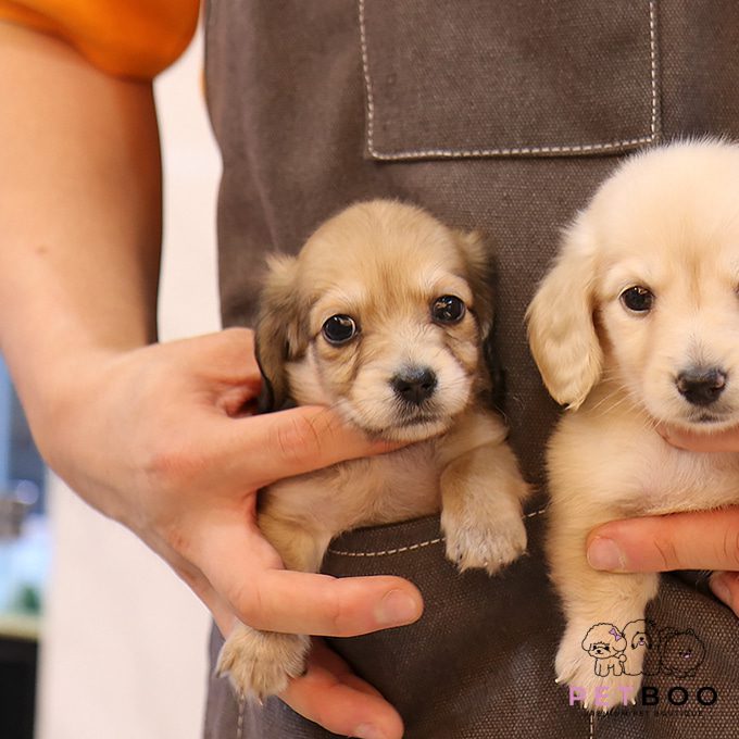 Dachshund 8