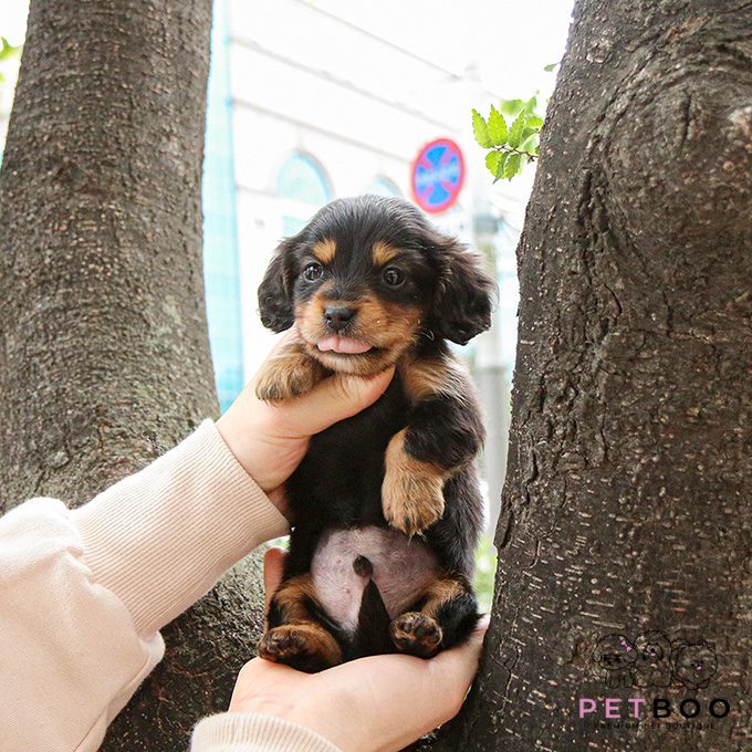 Dachshund 9