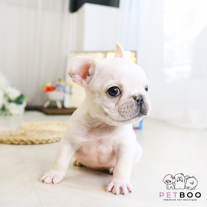 French Bulldog 1