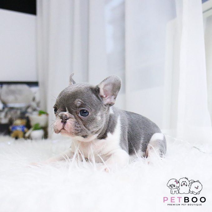 French Bulldog 10
