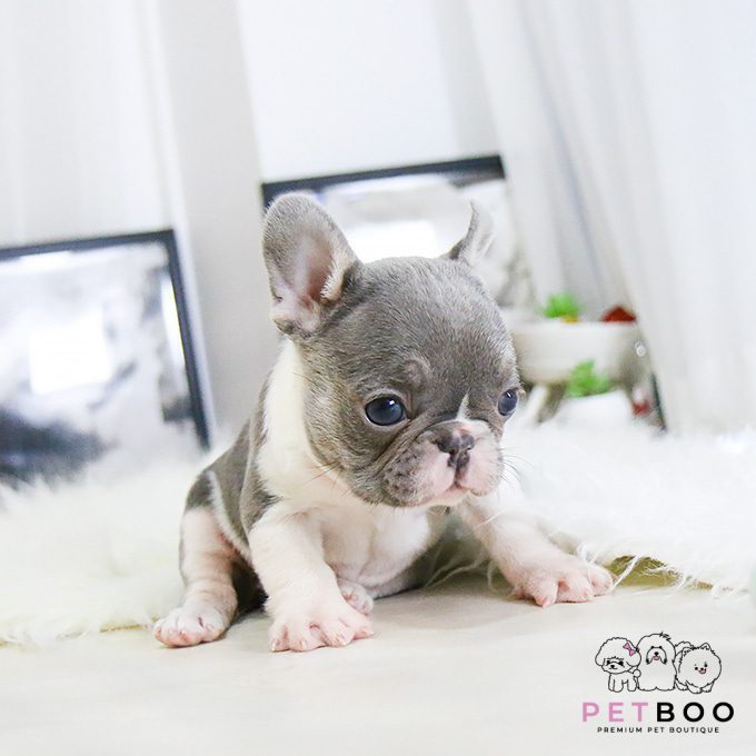 French Bulldog 11