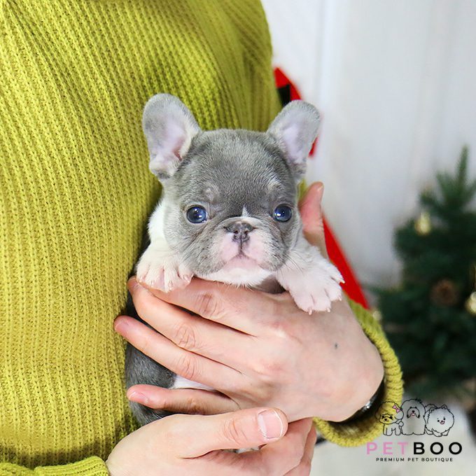 French Bulldog 12