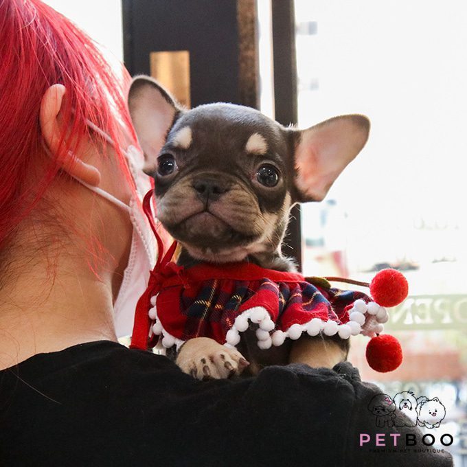 French Bulldog 14