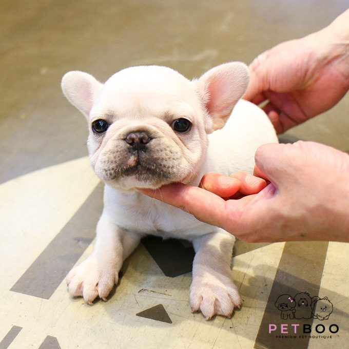 French Bulldog 15