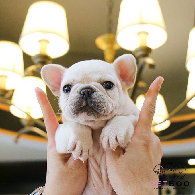 French Bulldog 16