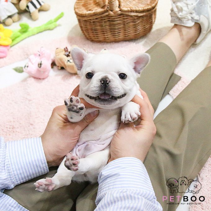 French Bulldog 17