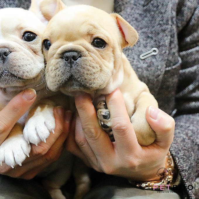 French Bulldog 18
