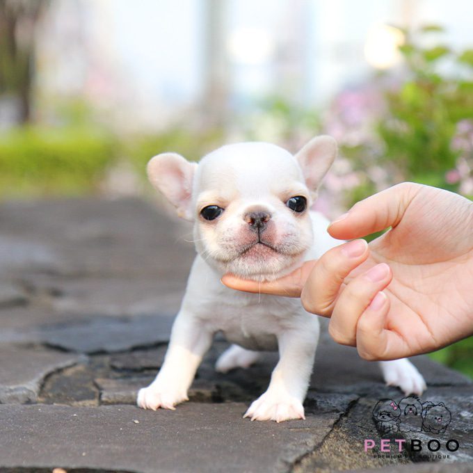 French Bulldog 19
