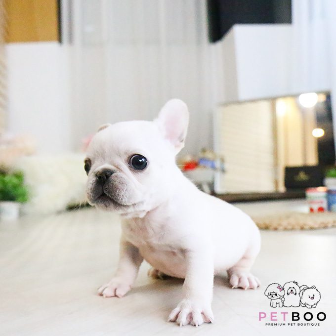 French Bulldog 2