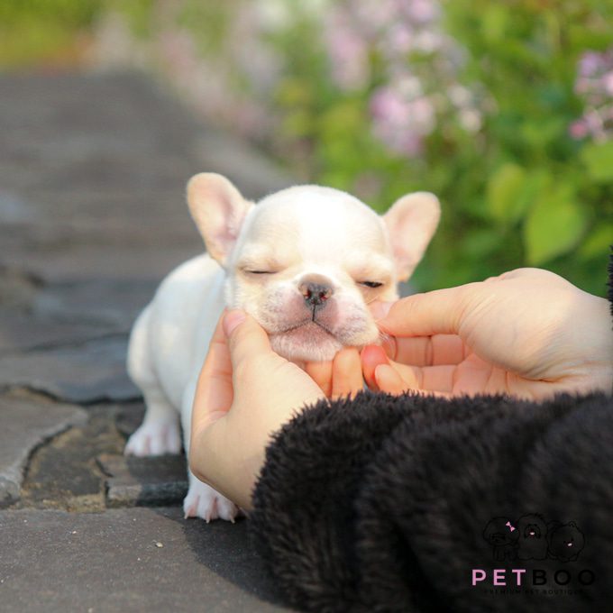 French Bulldog 20