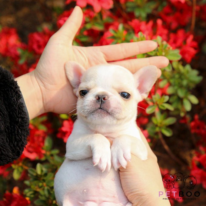 French Bulldog 21