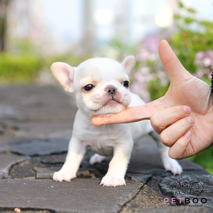 French Bulldog 22