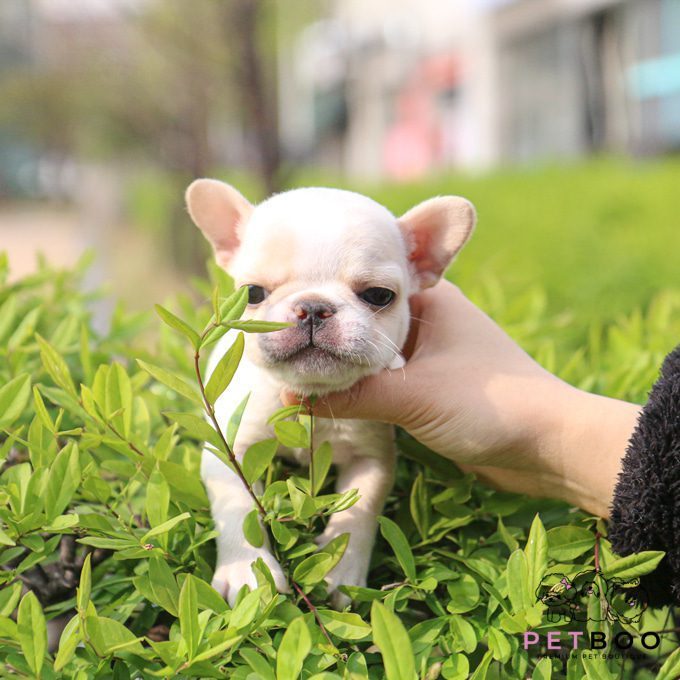 French Bulldog 23
