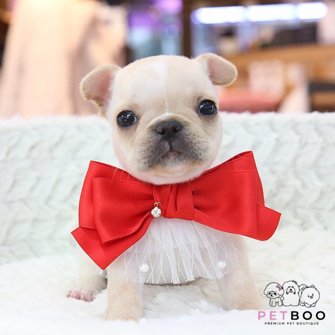 French Bulldog 24