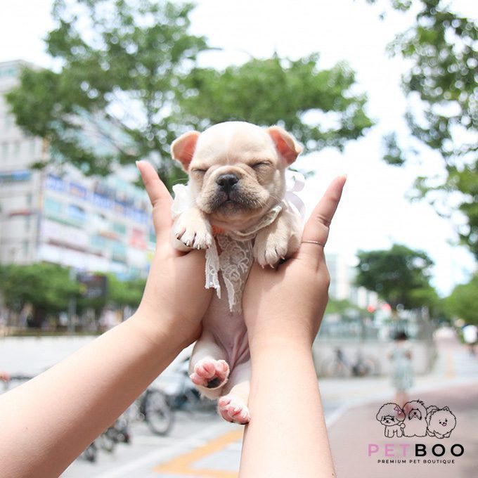 French Bulldog 25