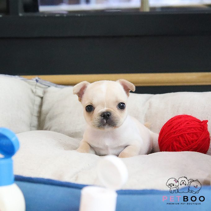 French Bulldog 26