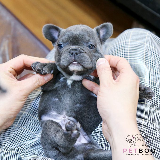French Bulldog 27