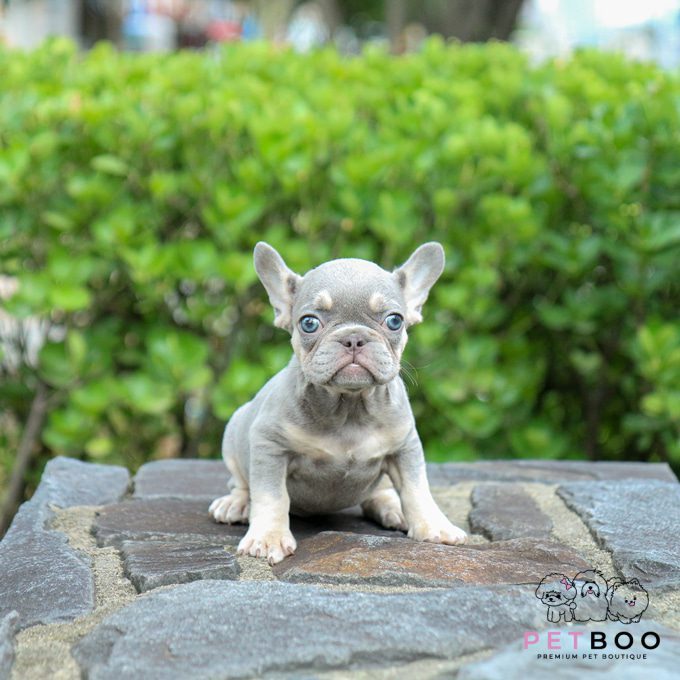 French Bulldog 29