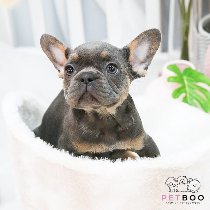 French Bulldog 3