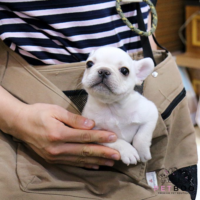 French Bulldog 30