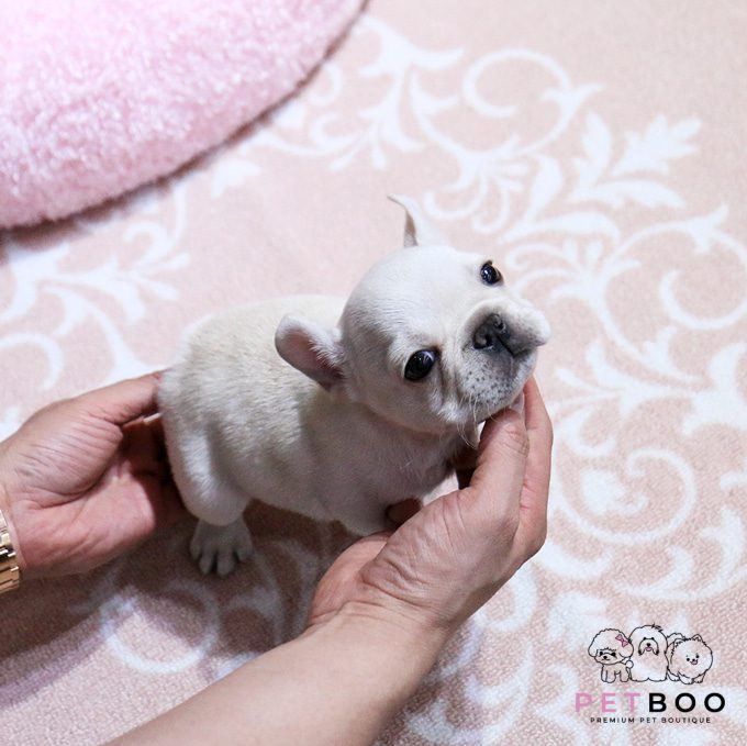 French Bulldog 31