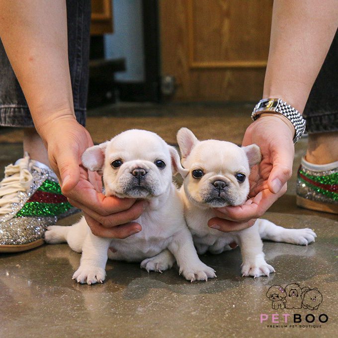 French Bulldog 33